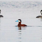 Ruddy duck and other shorebirds on Washoe Lake