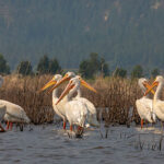White pelicans on Washoe Lake