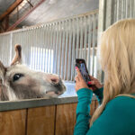 A woman takes a photo, with her cell phone, of a burro in a stall