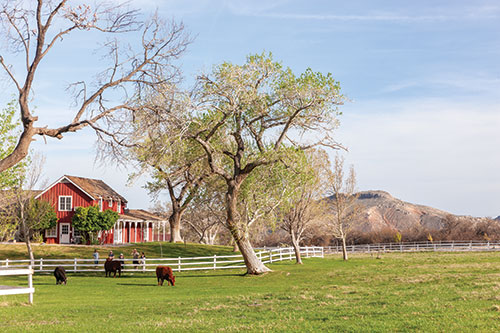 People stand by a white fence, looking at some cows on the other side of it, at Spring Mountain Ranch State Park. Lots of grassy ground, trees, and mountains in the distance. There is a red building with white trim behind the people.