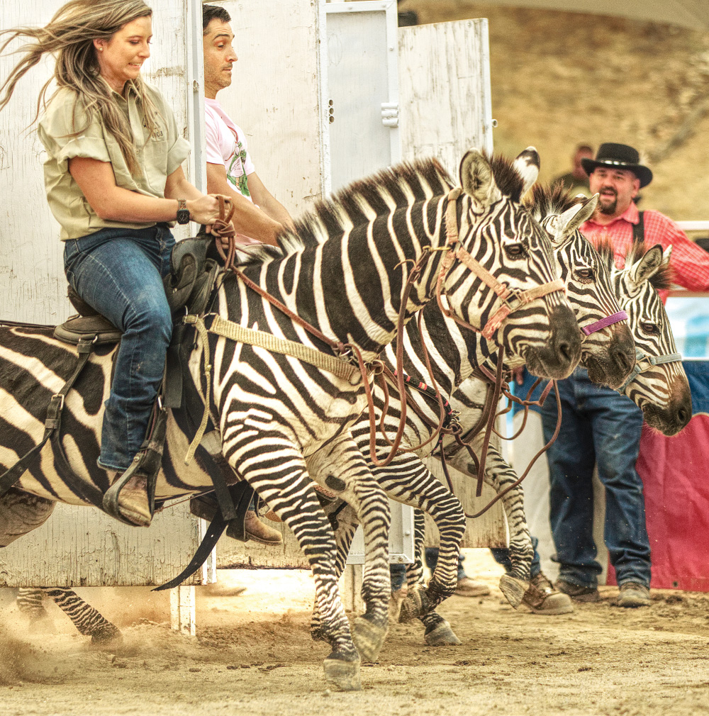 Zebra races. Three zebras wearing full riding gear have just been let out of their white wooden stalls at the beginning of a race. Two riders are visible. The first is a woman and the second is a man, and both of them look surprised and unsure. Beyond the zebras is a man in jeans and a red shirt, black hat, and suspenders, who looks like he may be with the organizers.