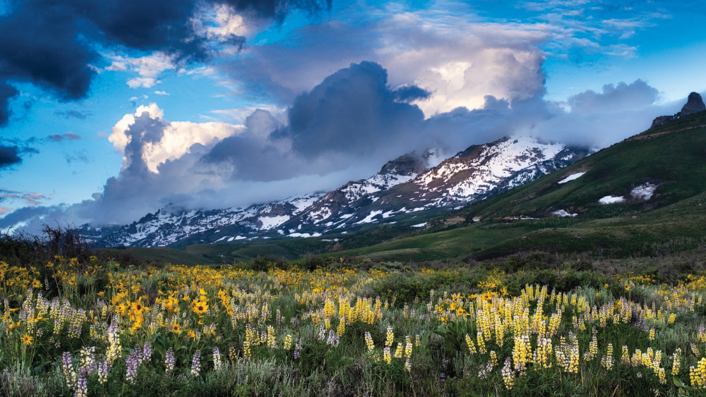 A meadow of lupine and balsam root fill the foreground of the frame with yellows, whites, and purples. In the distance the hills give way to green and looming mountains beyond have a lot of snow on them. There are stormy-looking clouds against a blue sky.