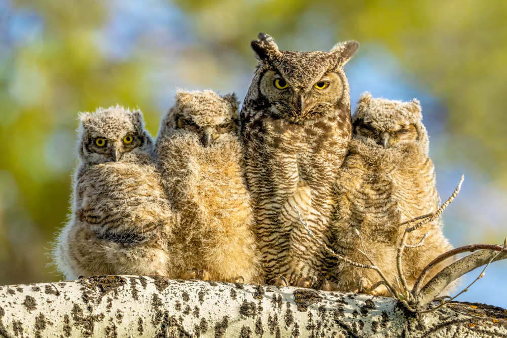 Three baby great horned owlets snuggle up to one of their parents, all four standing on a log. Two babies have eyes closed, and one looks directly at the camera with wide open eyes. The adult also looks at the camera, and the background is a mottled green and blue.