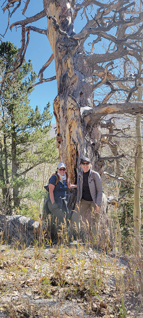 Two women stand at the base of a very tall Bristlecone Pine