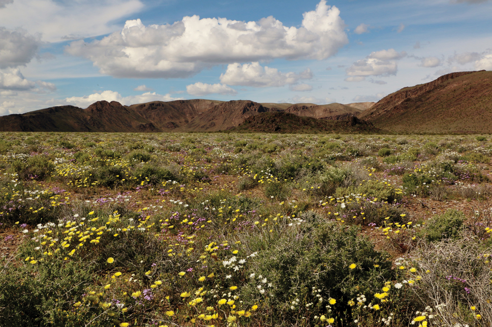 A field of flowers with mountains in the background near Beatty.