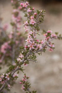 Close up of Desert Peach.