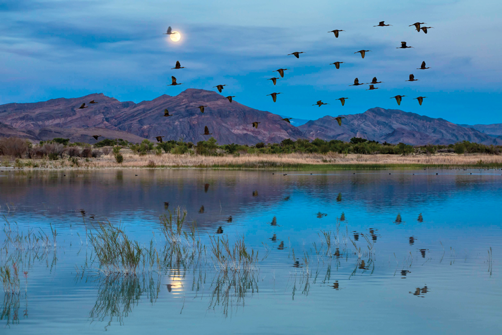 Ash Meadows National Wildlife Refuge Nevada Magazine