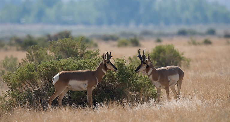 Pronghorn Antelope – Nevada Magazine