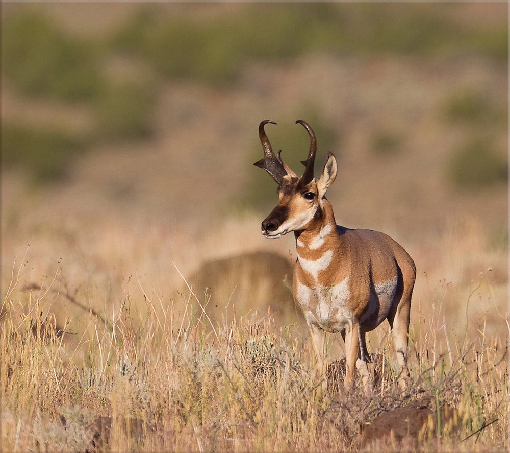 Pronghorn Antelope – Nevada Magazine