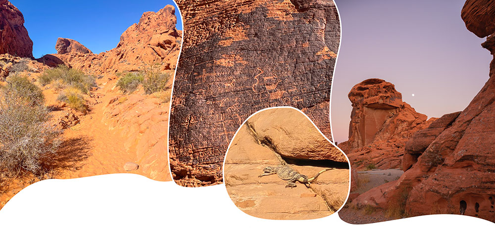 Left: A red dirt trail up into tall red rocks. Center: Petroglyphs on a red rock. Right: A late evening shot of a dirt trail among tall red rocks, with the full moon in the lavender sky in the distance. Inset: A chuckwalla (lizard) on red rocks.