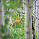 A deer in the woods, with yellow flowers all around