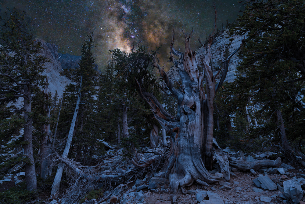 Bristlecone Pine tree with Milky Way Galaxy behind it at Great Basin National Park.