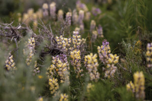 Lupines amongst grass. 