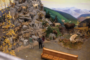 People viewing an exhibit in Northeastern Nevada Museum.