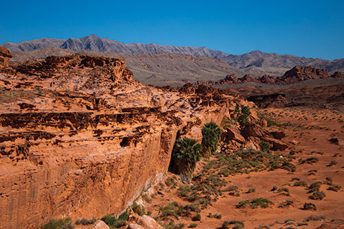 The 'Little Finland' area of Gold Butte National Monument, shows red rocky cliff and interesting deep red Aztec sandstone sculptures, with palm trees growing at the base of the cliff, where a spring runs through. Mountains in the background, and lots of green plants on the valley floor.