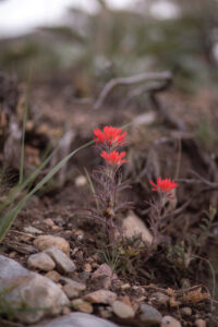 Indian Paintbrush closeup. 