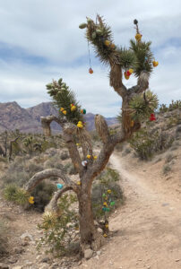 Joshua tree with rubber duckies hanging off of it. 