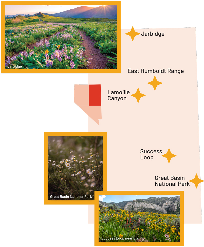 Map designating Jarbidge, East Humboldt Range, Lamoille Canyon, Success Loop, and Great Basin National Park as good wildflower viewing areas. Top: Flowers lining a path leading towards a hill near Jarbidge. Middle: Flowers at Great Basin National Park. Bottom: Flowers along Success Loop near Ely. 