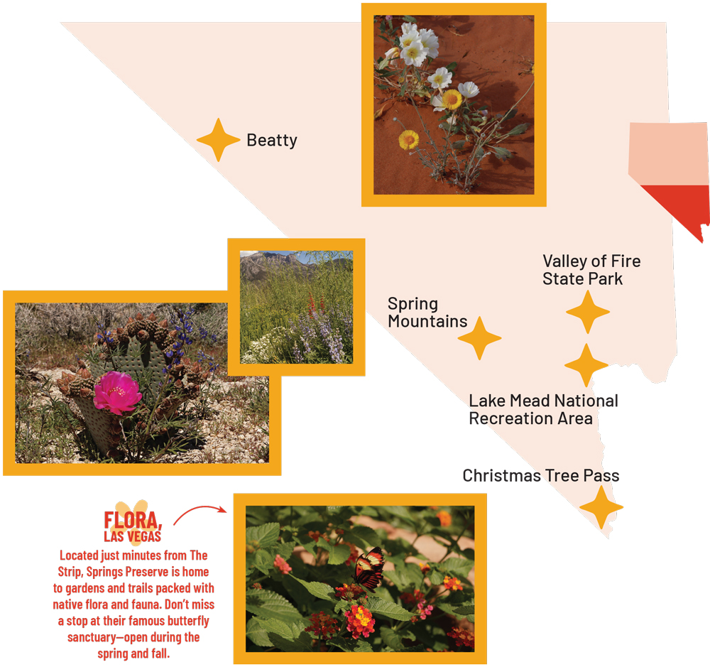 Map designating Beatty, Spring Mountains, Valley of Fire State Park, Lake Mead National Recreation Area, and Christmas Tree Pass as good wildflower viewing destinations. Top: Flowers at Valley of Fire State Park. Middle top: Wildflower in a field in front of Spring Mountains near Las Vegas. Middle bottom: Cactus blooming near Christmas Tree Pass. Bottom: Butterfly Sanctuary at Springs Preserve.