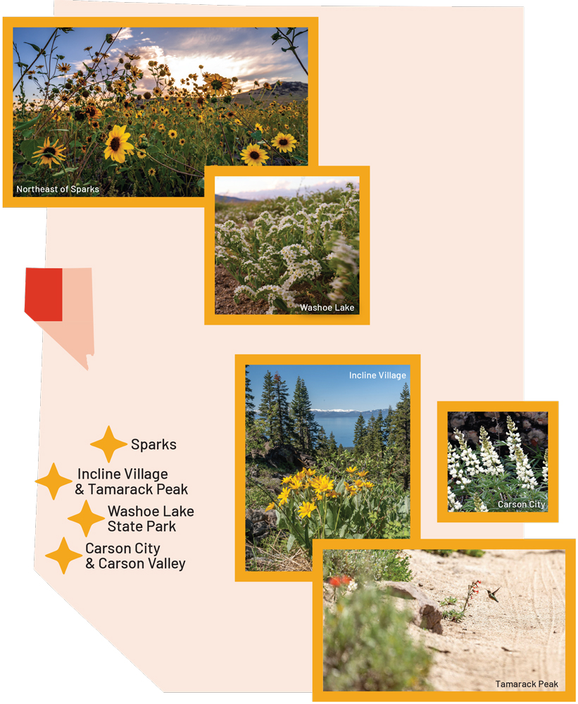 Map designating Sparks, Incline Village and Tamarack Peak, Washoe Lake State Park, Carson City, and Carson Valley as good wildflower viewing areas. Top photo: low angle shot of sunflowers and mountains in the background. Second from top: Flowers at Washoe Lake. Middle left: Flowers on a mountain with Lake Tahoe in the background. Middle right: Flowers in Carson City. Bottom: Hummingbird hovering by flowers on Tamarack Peak.