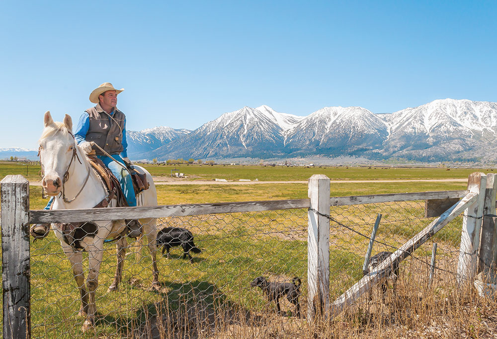 A cowboy sits on his horse, while dogs mill around on the ground. There is a fence in the front, and a large open field behind him, with snow-capped Sierra Nevada mountain range behind him. Photo ©Linda Seibert