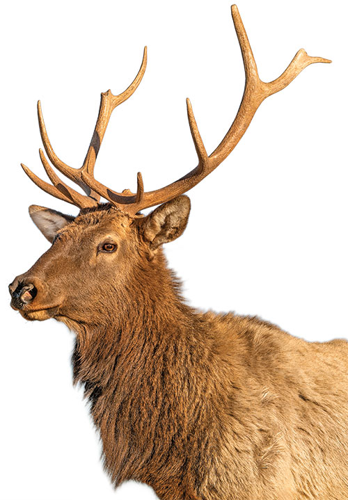 Close-up of a rocky mountain elk