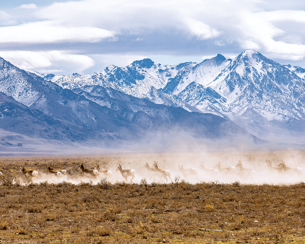 A herd of brown and white pronghorn antelope run across the dry brown desert floor, stirring up a huge plume of dust. In the distance are tall, looming blue mountains covered in snow. The sky is full of storm clouds.